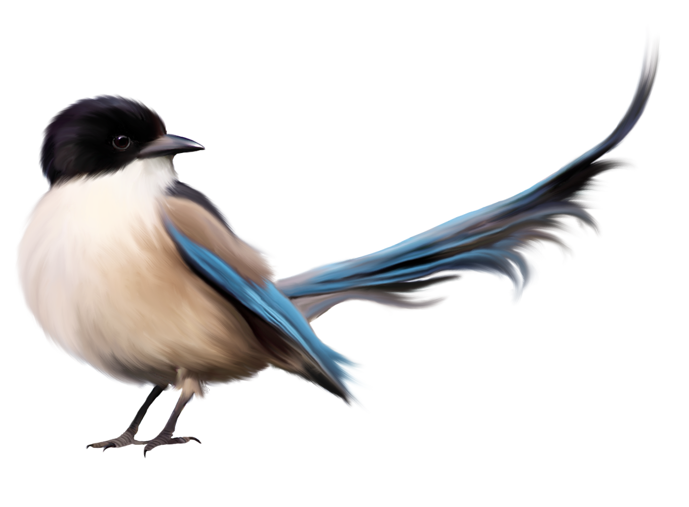 Bird PNG transparent image download, size: 900x572px