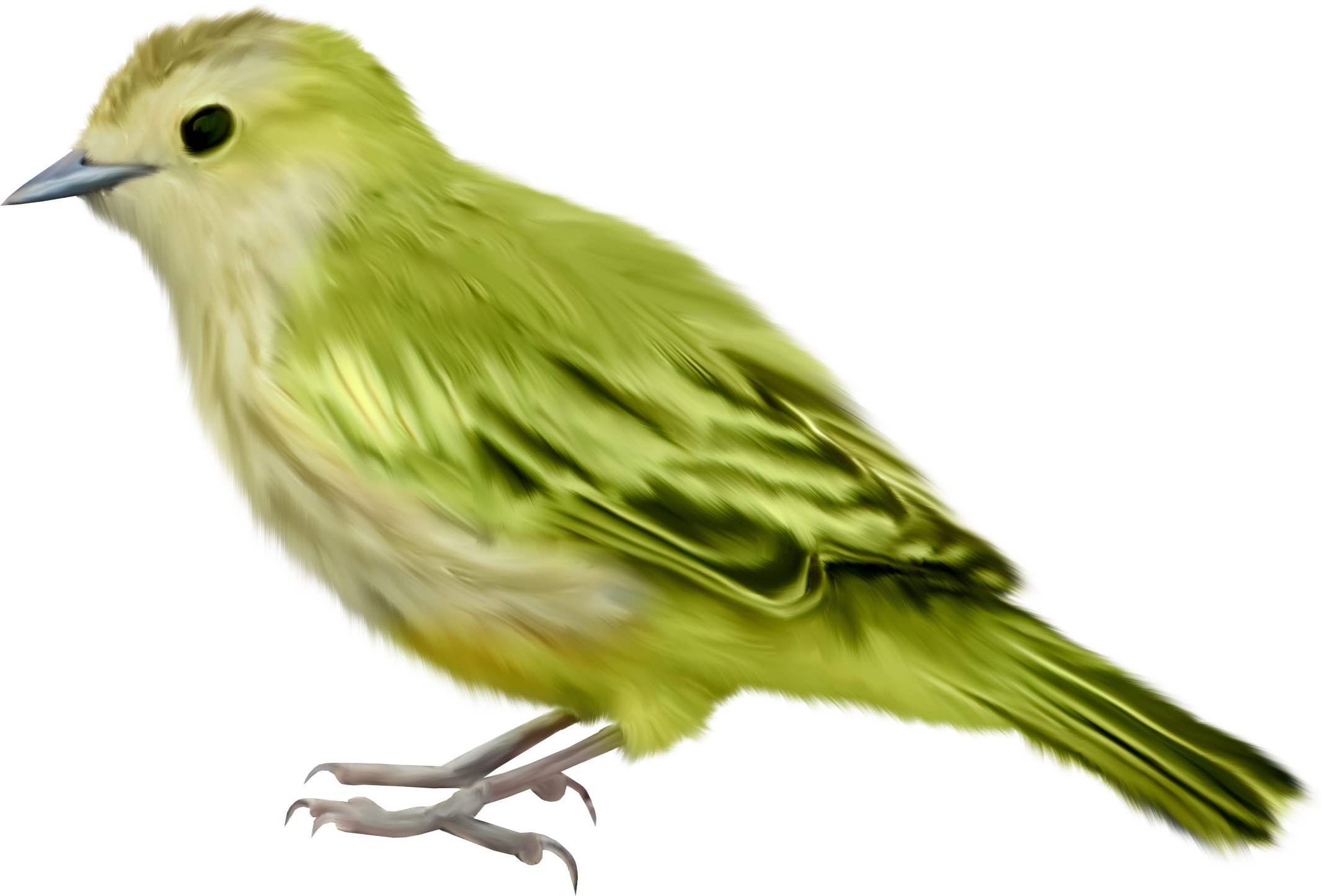 Bird Png Transparent Image Download Size 2137x1446px