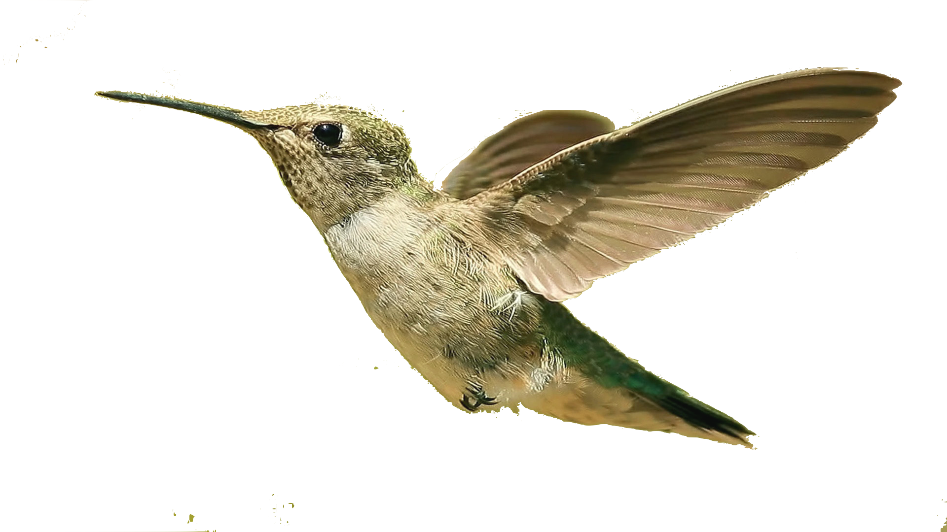 Bird Png Transparent Image Download Size 1920x1080px
