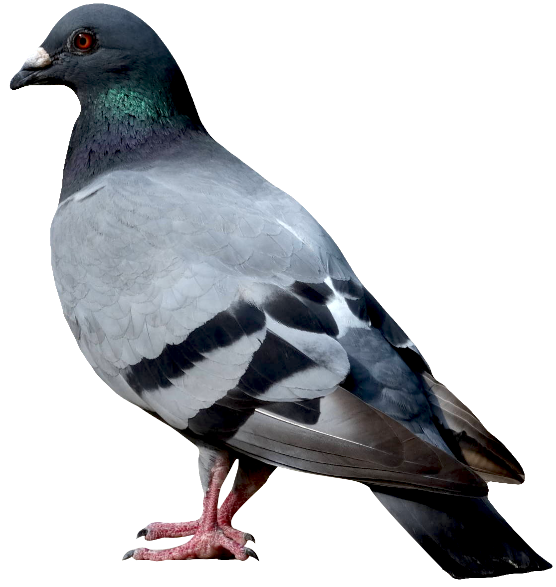 Bird PNG transparent image download, size: 900x572px