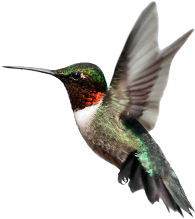 Bird PNG transparent image download, size: 900x572px