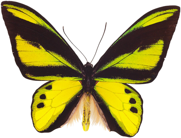Flying Butterfly PNG Transparent Images Free Download