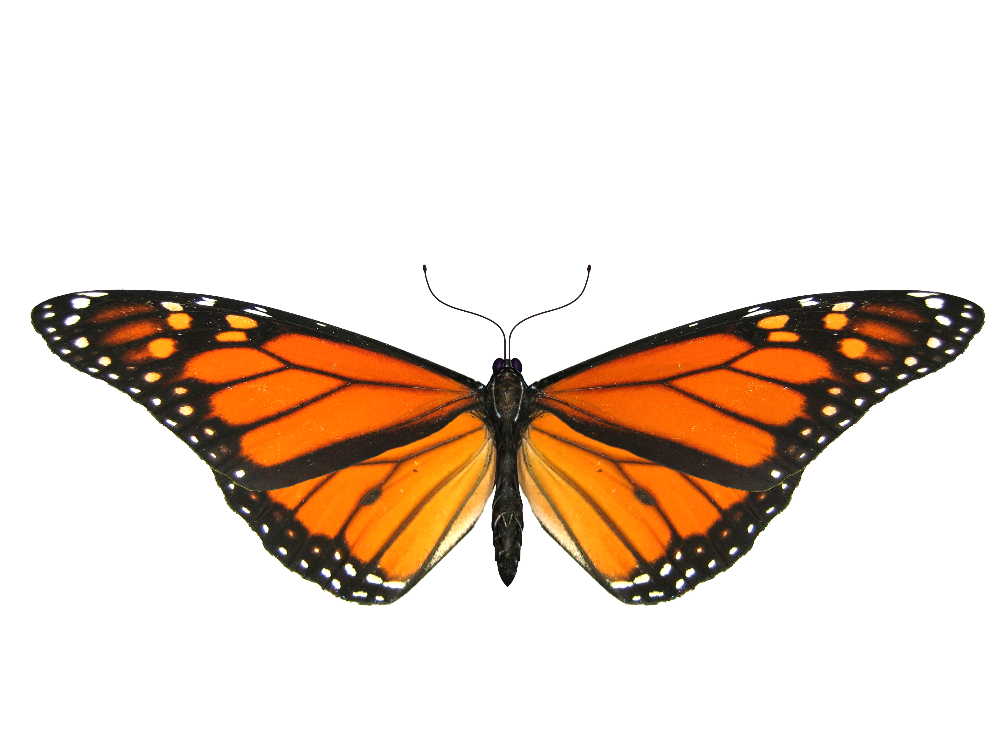 Butterfly PNG image transparent image download, size: 3200x2400px