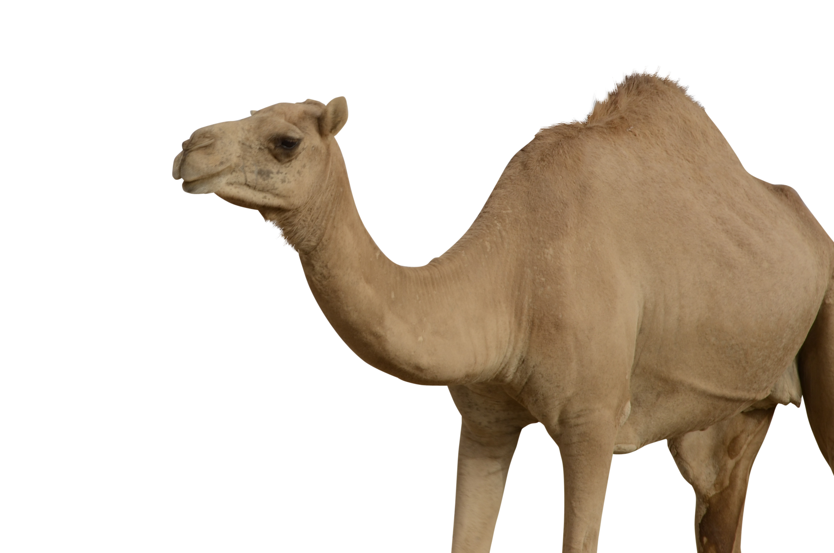 Camel PNG transparent image download, size: 2742x1818px