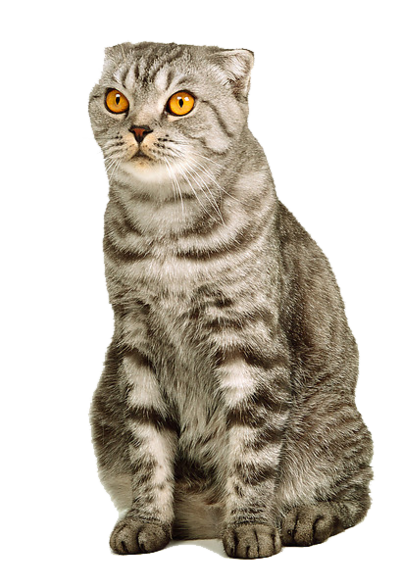 Angry Cat Hd Transparent, Angry Cute Cat, Cat, Cute, Kitten PNG Image For  Free Download
