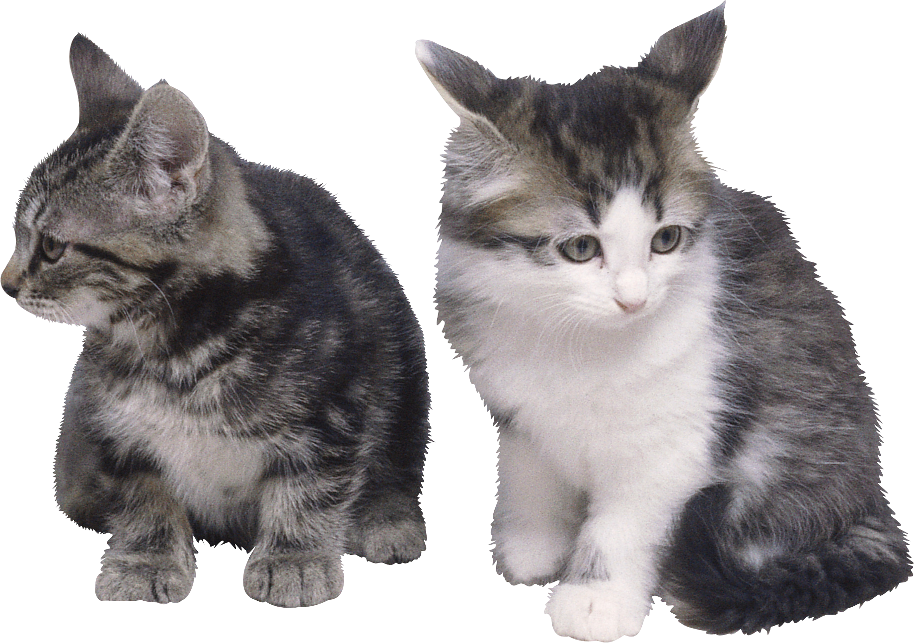 Two Cats PNG Images With Transparent Background