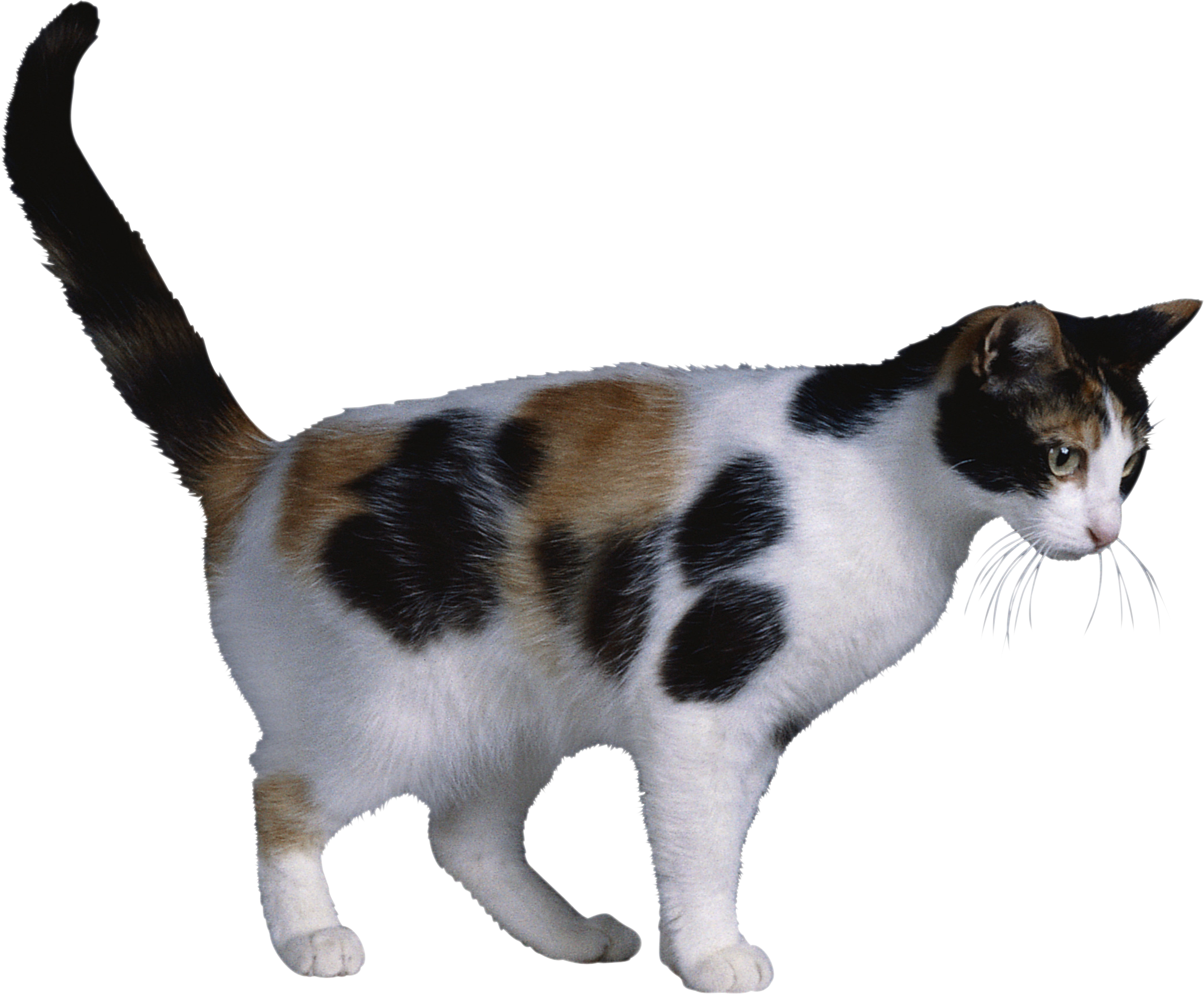 Cute Cat PNG Images With Transparent Background