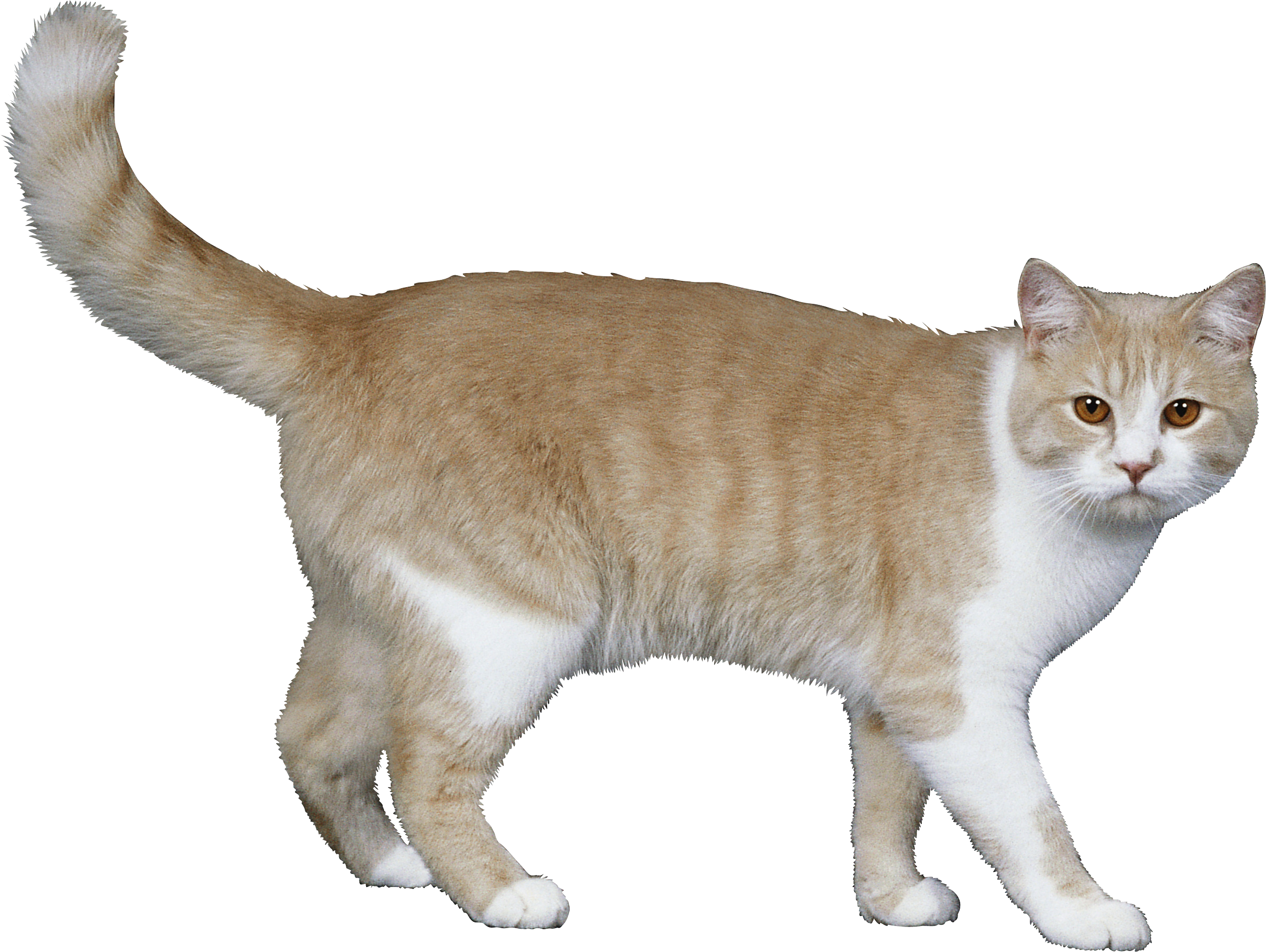 british cat isolated on white background. Cute cat PNG transparent  background Stock Photo