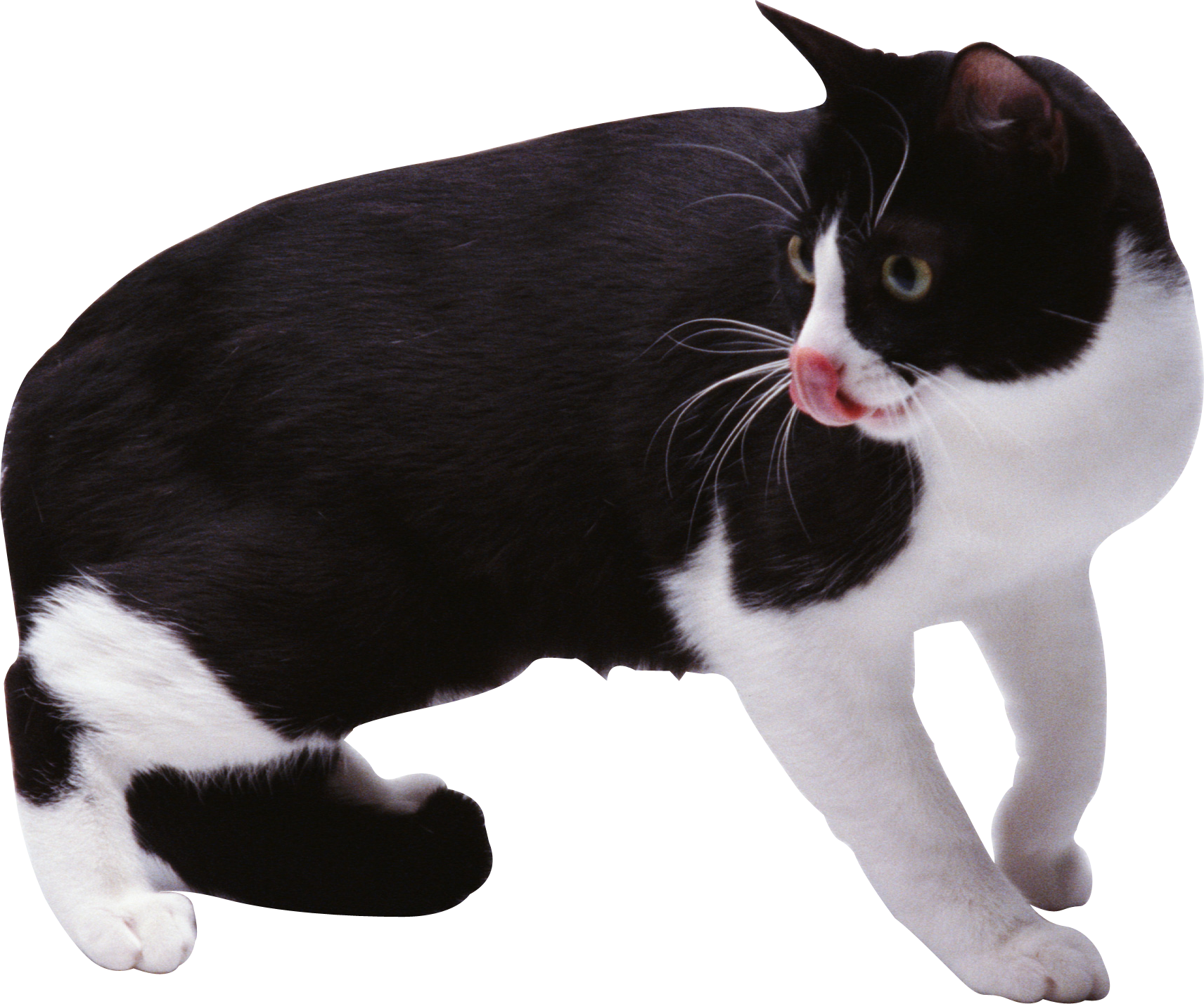 Angry Cat Hd Transparent, Angry Cute Cat, Cat, Cute, Kitten PNG Image For  Free Download