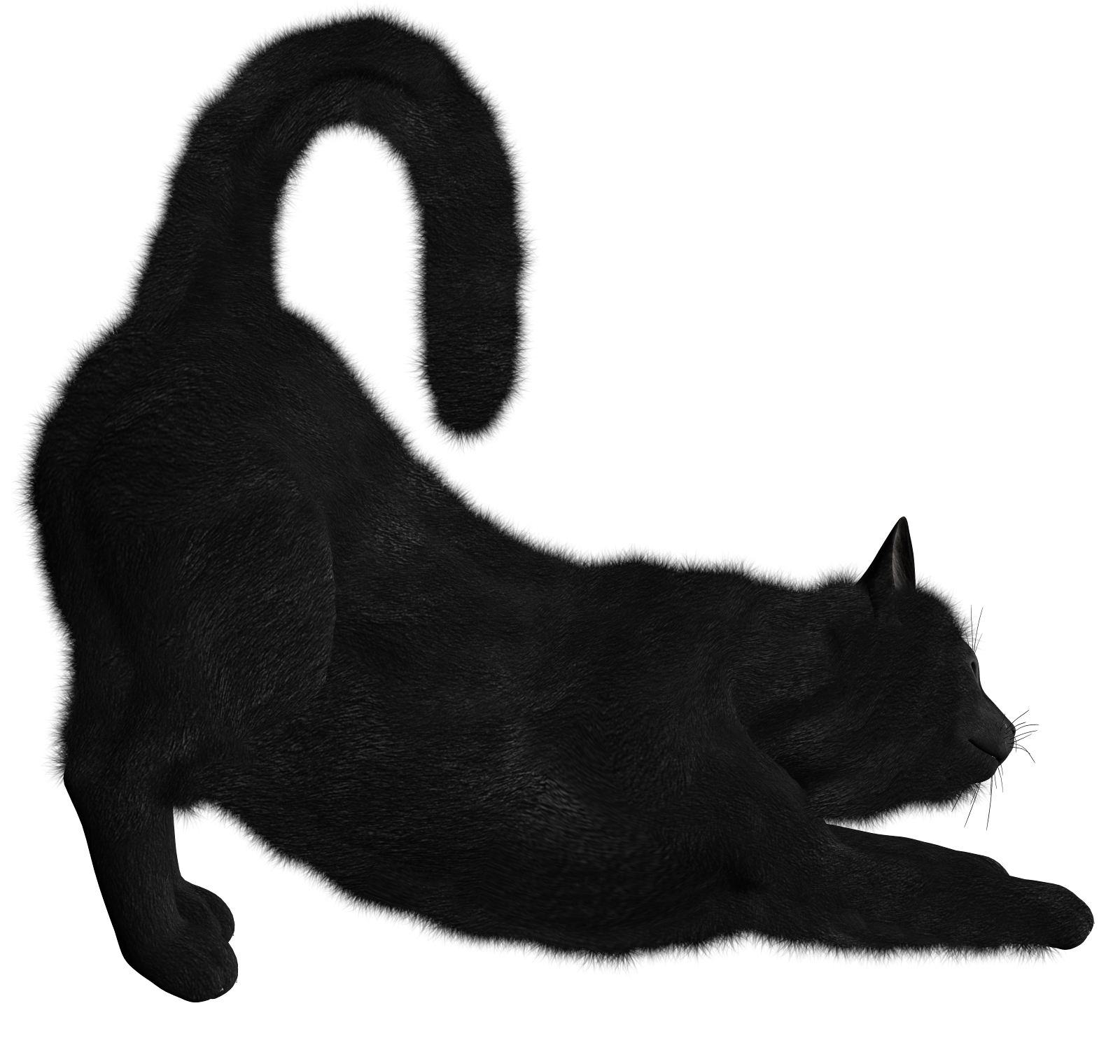 black cat transparent