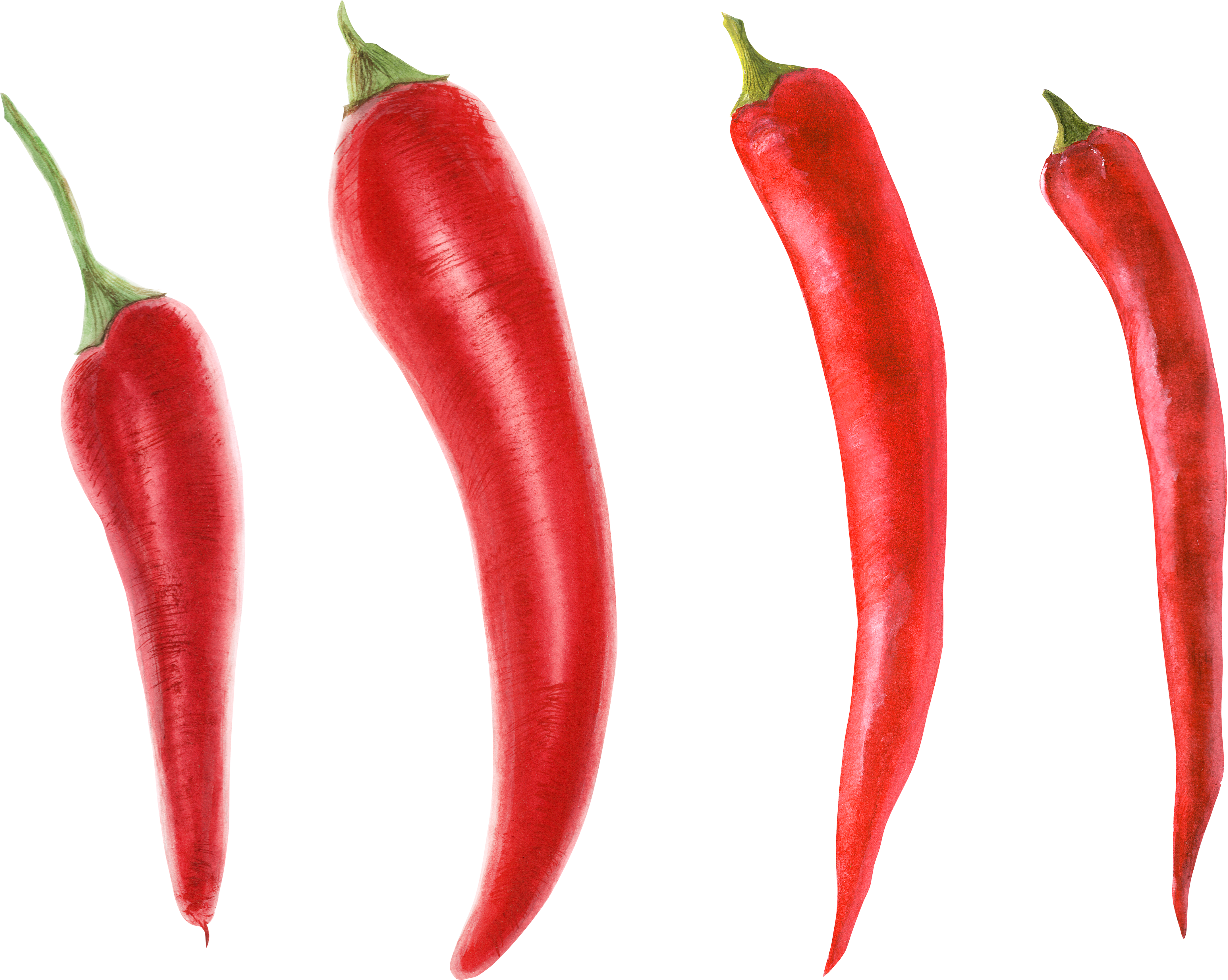 Chili Pepper PNG Transparent Images Free Download, Vector Files