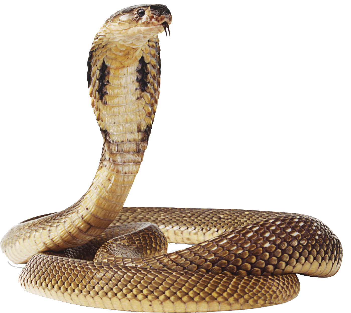 Cobra PNG - Download Free & Premium Transparent Cobra PNG Images Online -  Creative Fabrica