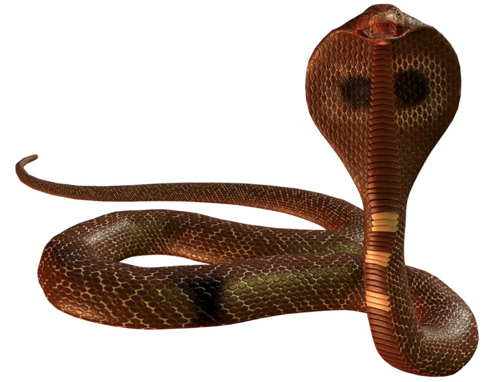 Cobra Snake Photos, Download The BEST Free Cobra Snake Stock Photos & HD  Images