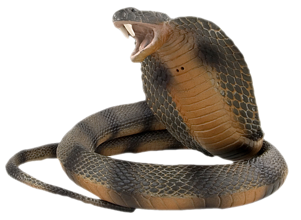 Cobra PNG - Download Free & Premium Transparent Cobra PNG Images Online -  Creative Fabrica