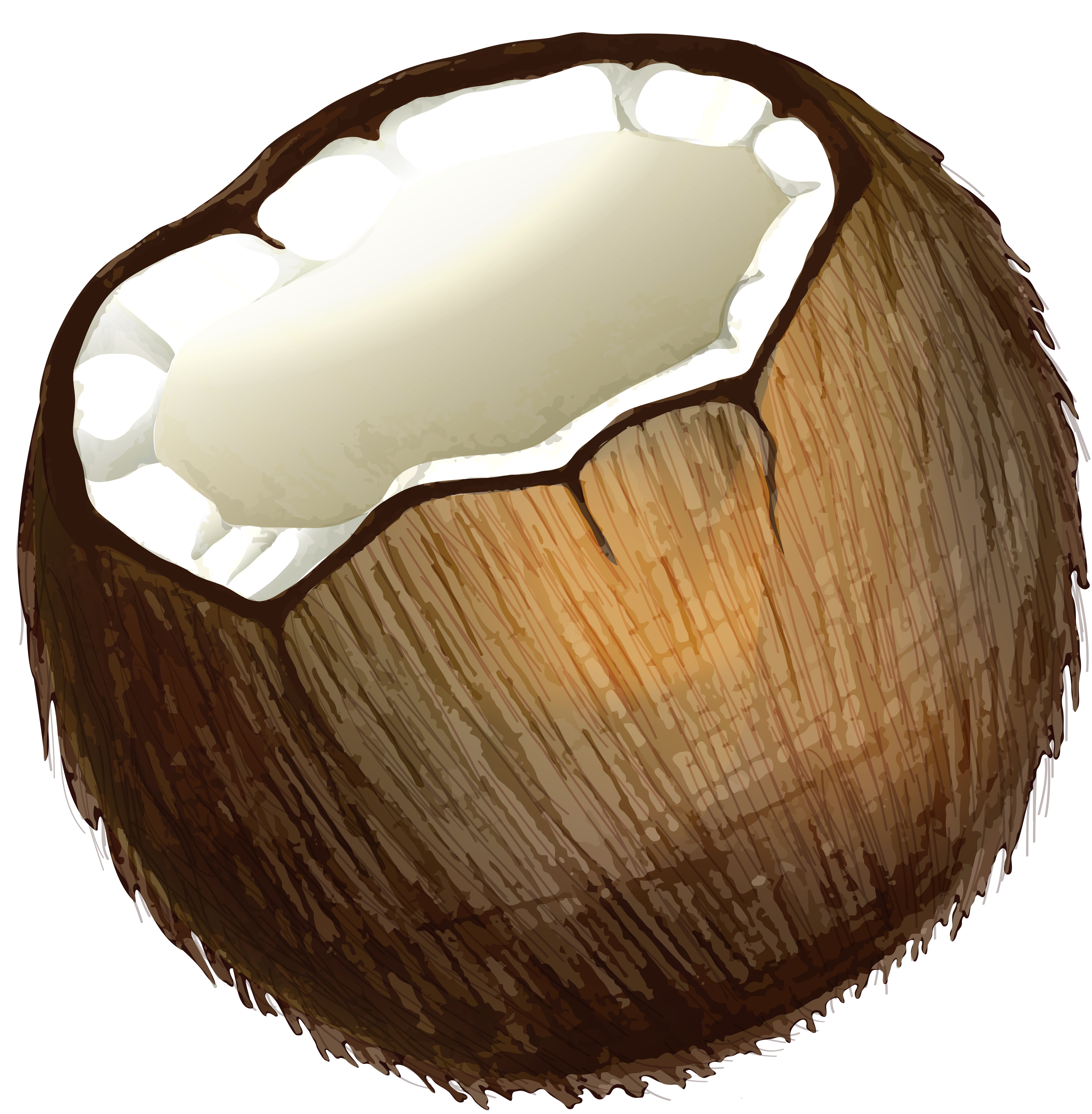 PNG Coconut transparent image download, size: 6805x6942px