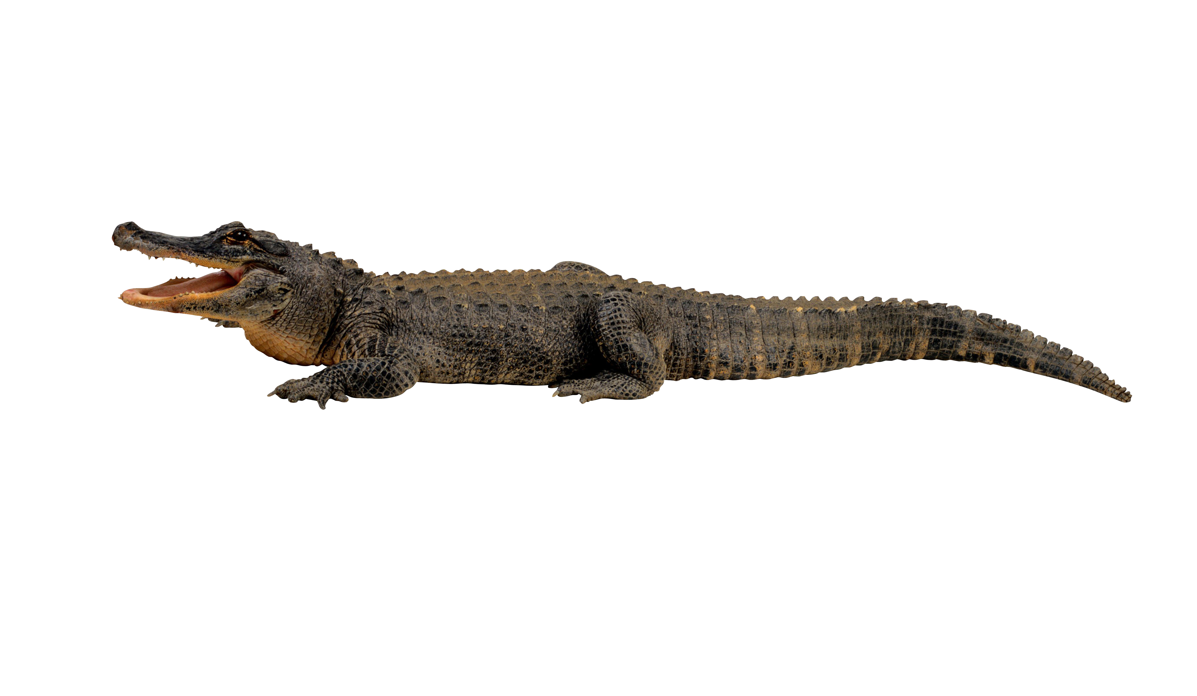 Crocodile PNG transparent image download, size: 4140x2407px