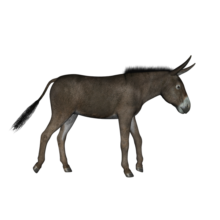 Burro transparent background PNG cliparts free download