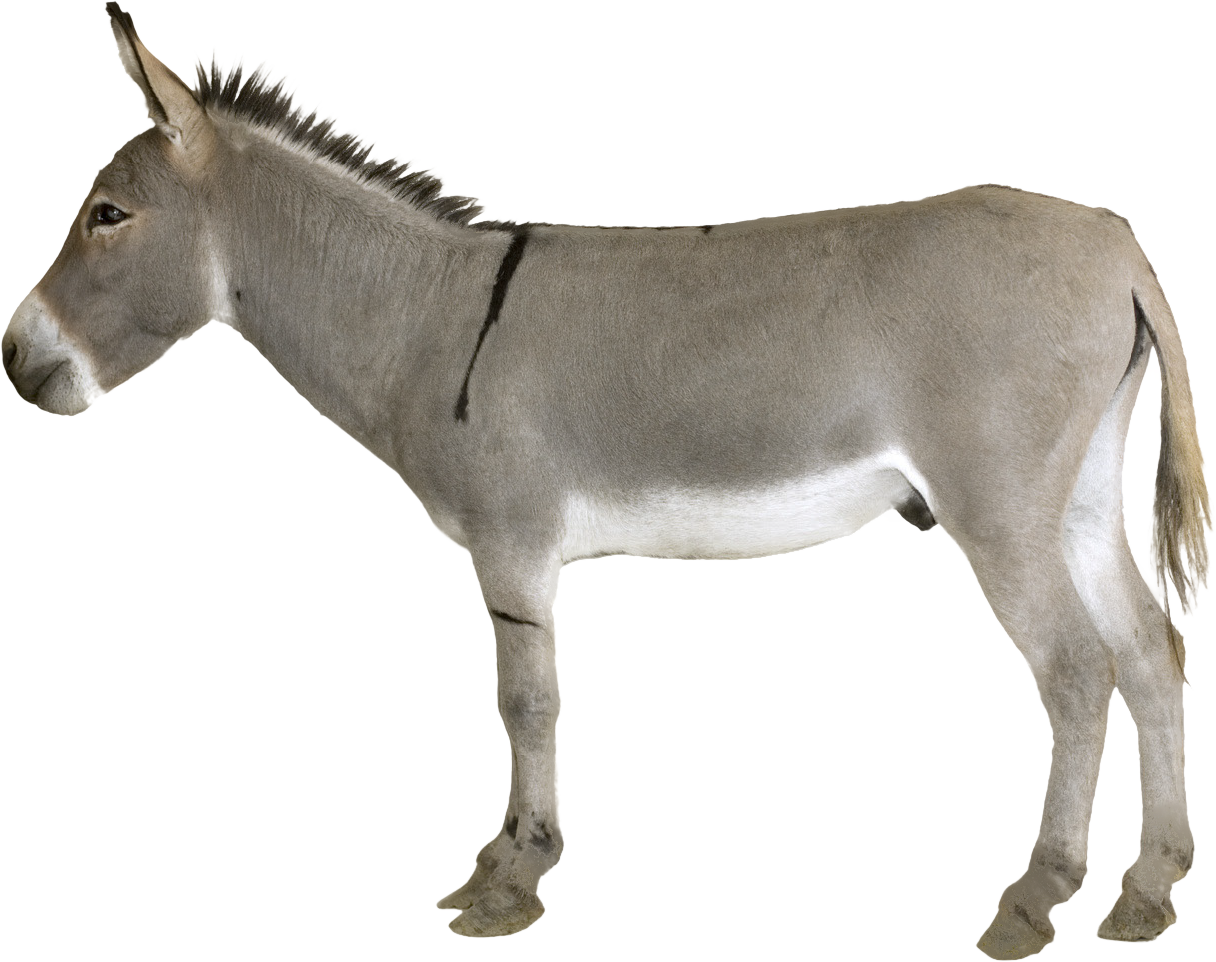 Donkey PNG transparent image download, size: 1216x962px