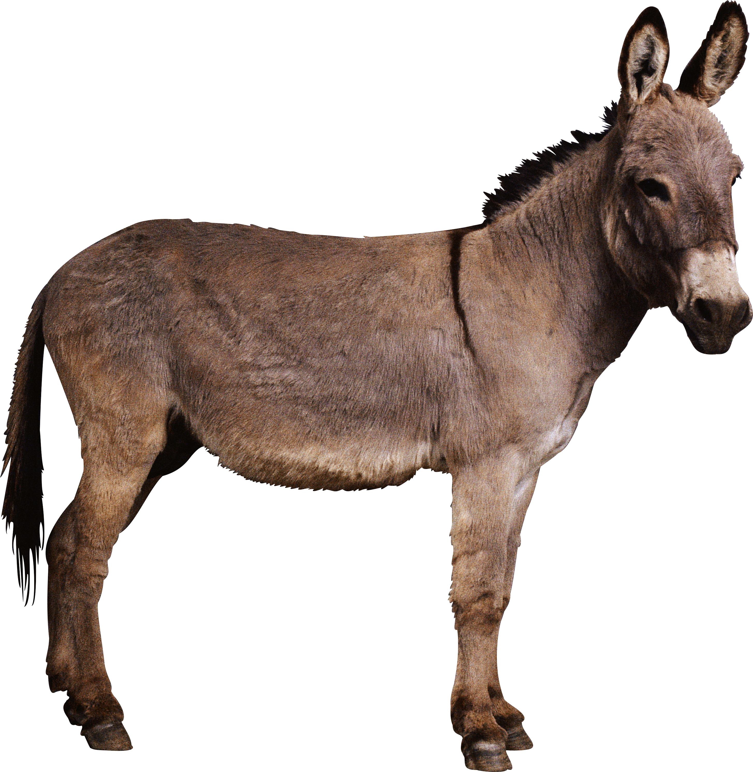 Mule Clipart Shrek Character - Donkey From Shrek Png - Free Transparent PNG  Clipart Images Download