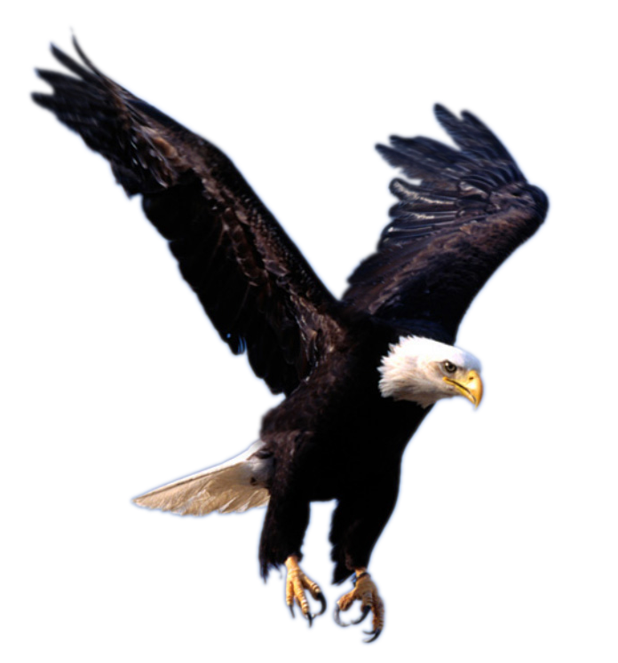 Page 2 | bald eagle bird for HD wallpapers | Pxfuel