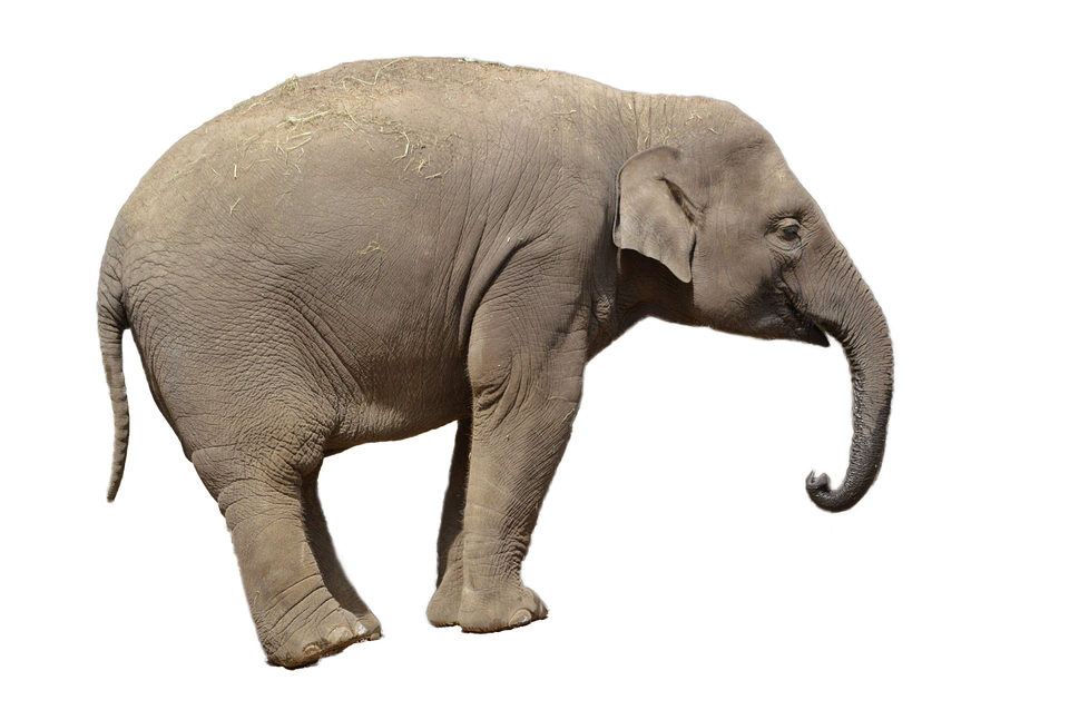 Elephant PNG transparent image download, size: 960x638px