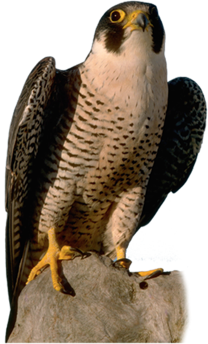 Falcon: Vigilant Falcon_PNG8
