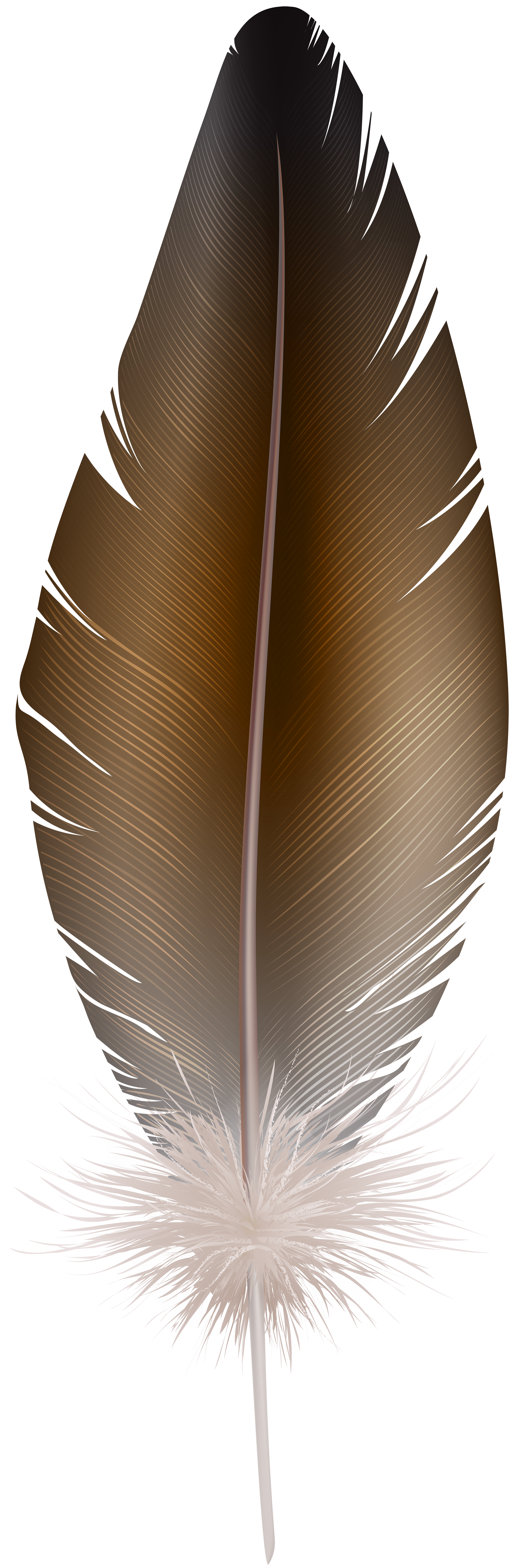 brown feather PNG transparent image download, size: 2671x8000px