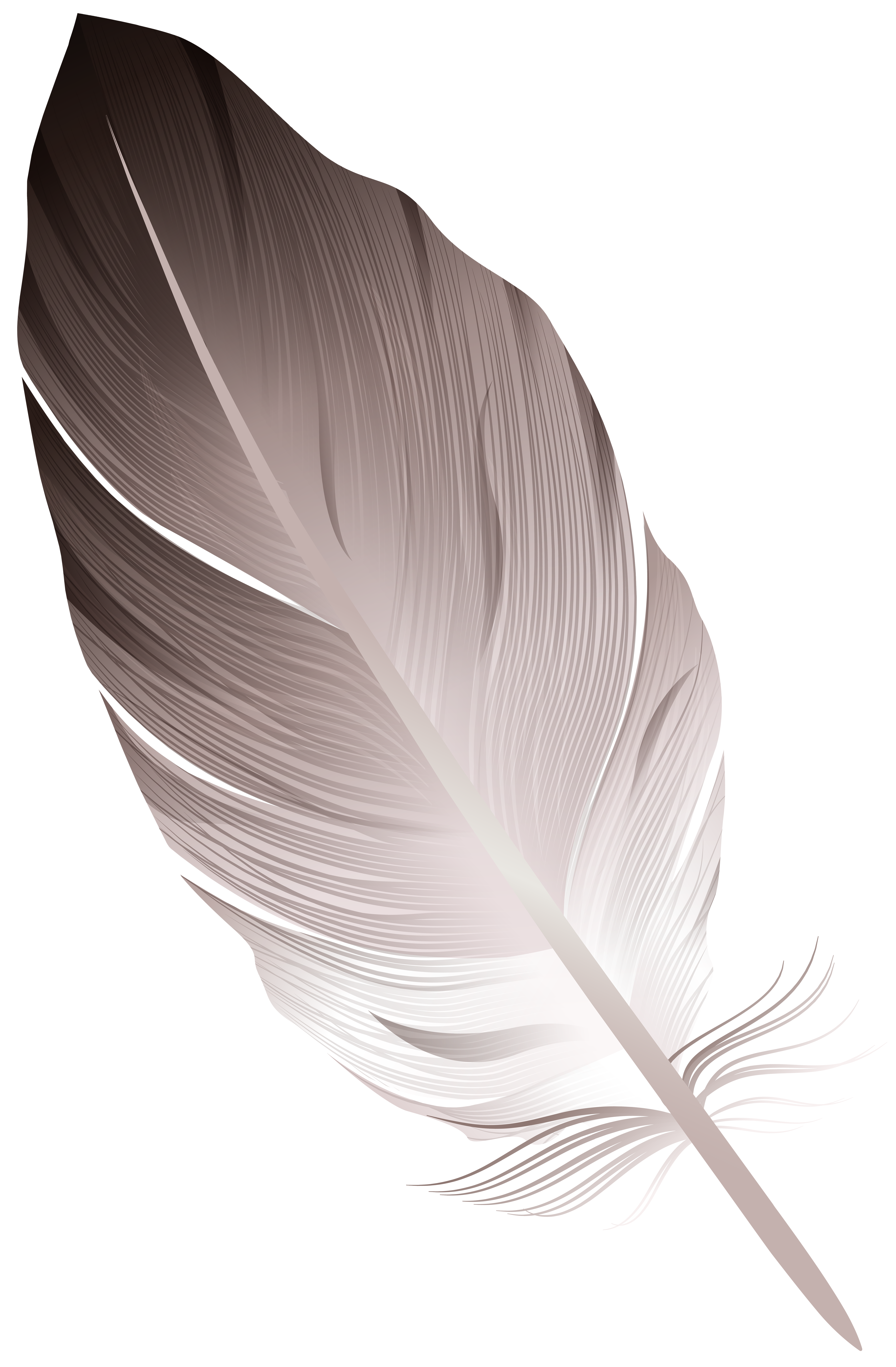 White Feather PNG Transparent Images Free Download, Vector Files
