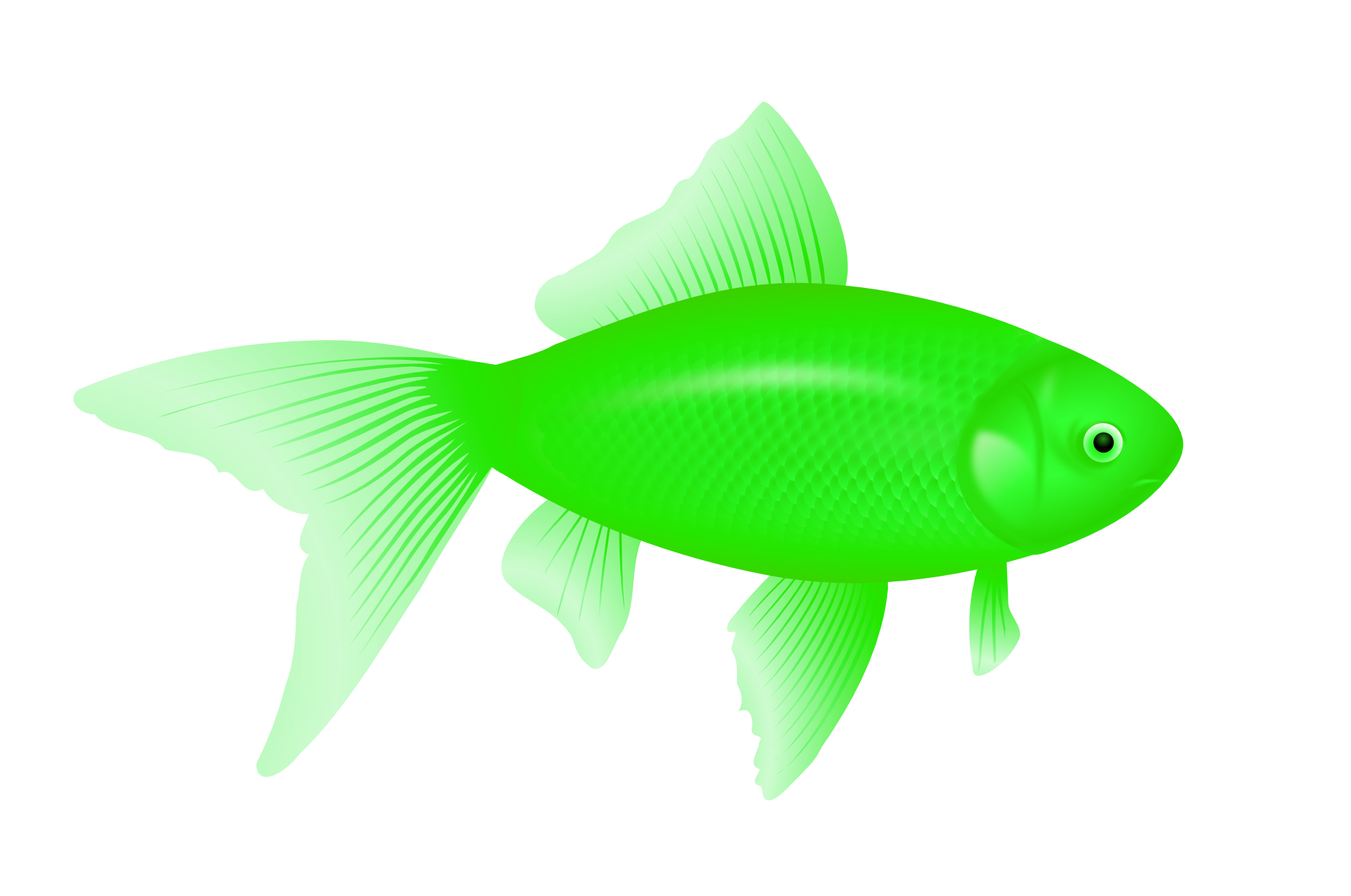 green fish PNG image transparent image download, size: 1969x1307px