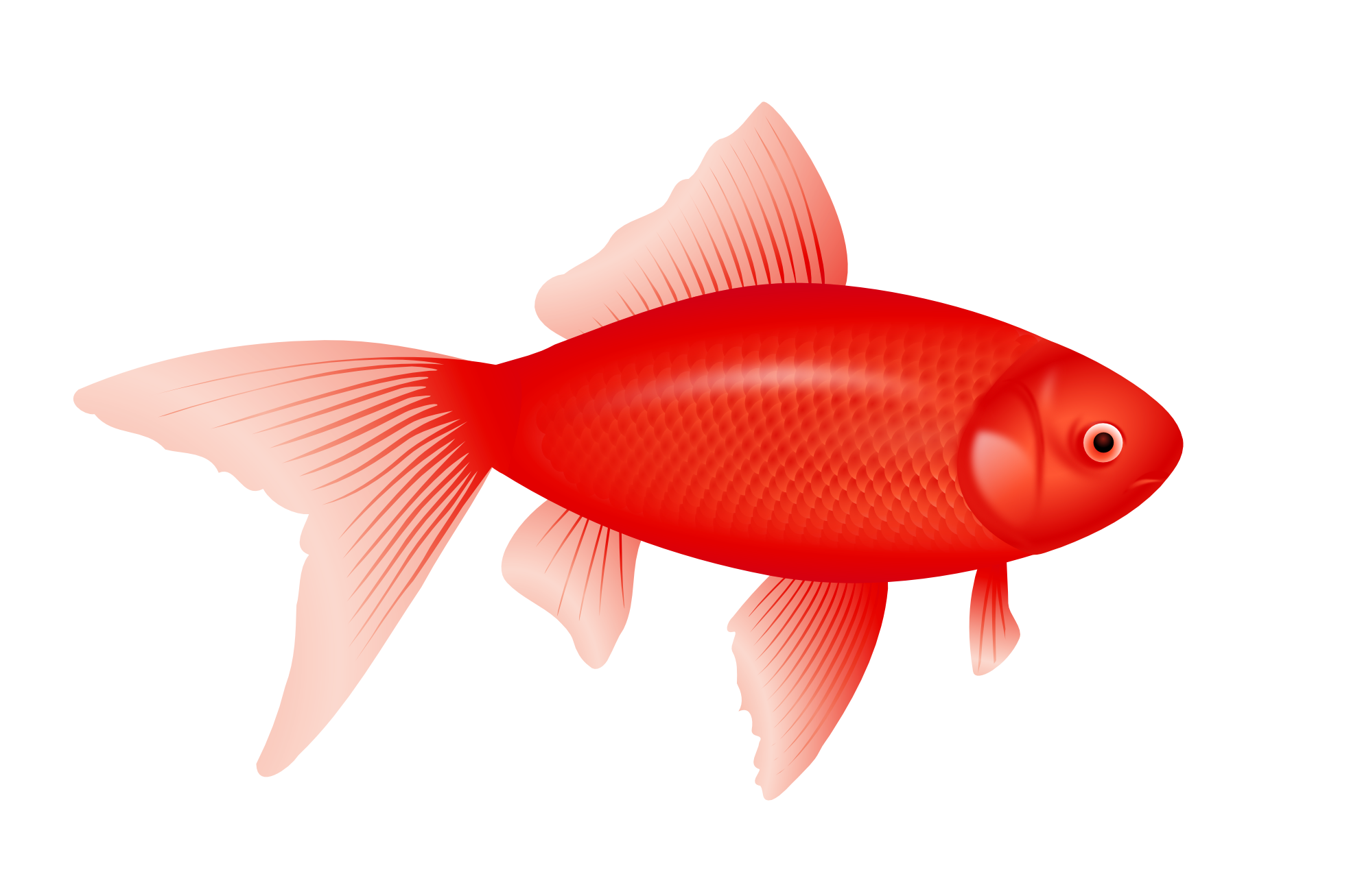 red fish PNG image transparent image download, size: 1969x1307px