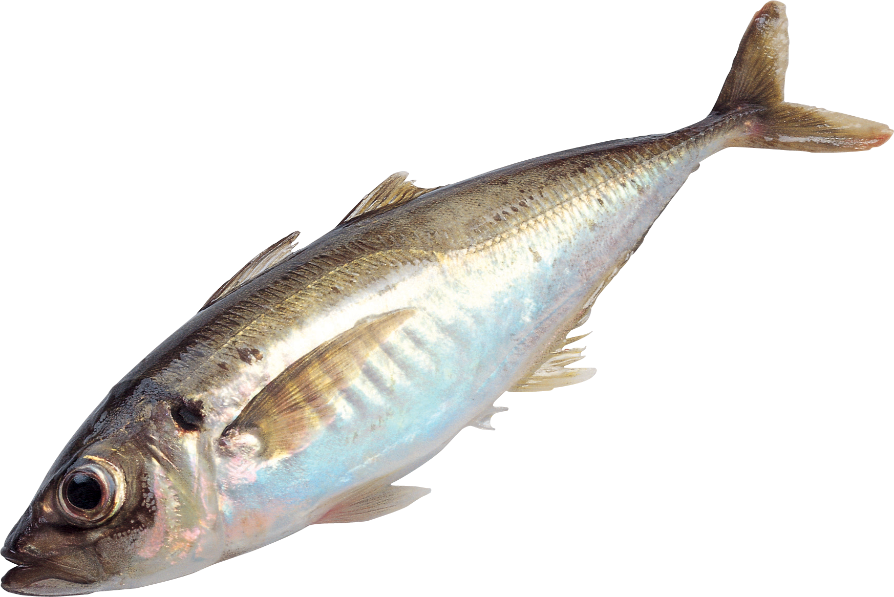 Fish PNG transparent image download, size: 1746x1166px