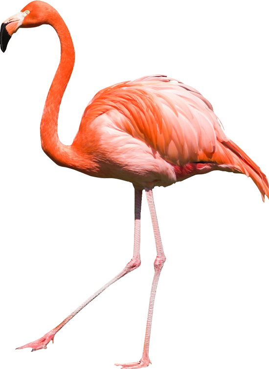Flamingo Png Transparent Image Download Size 550x754px