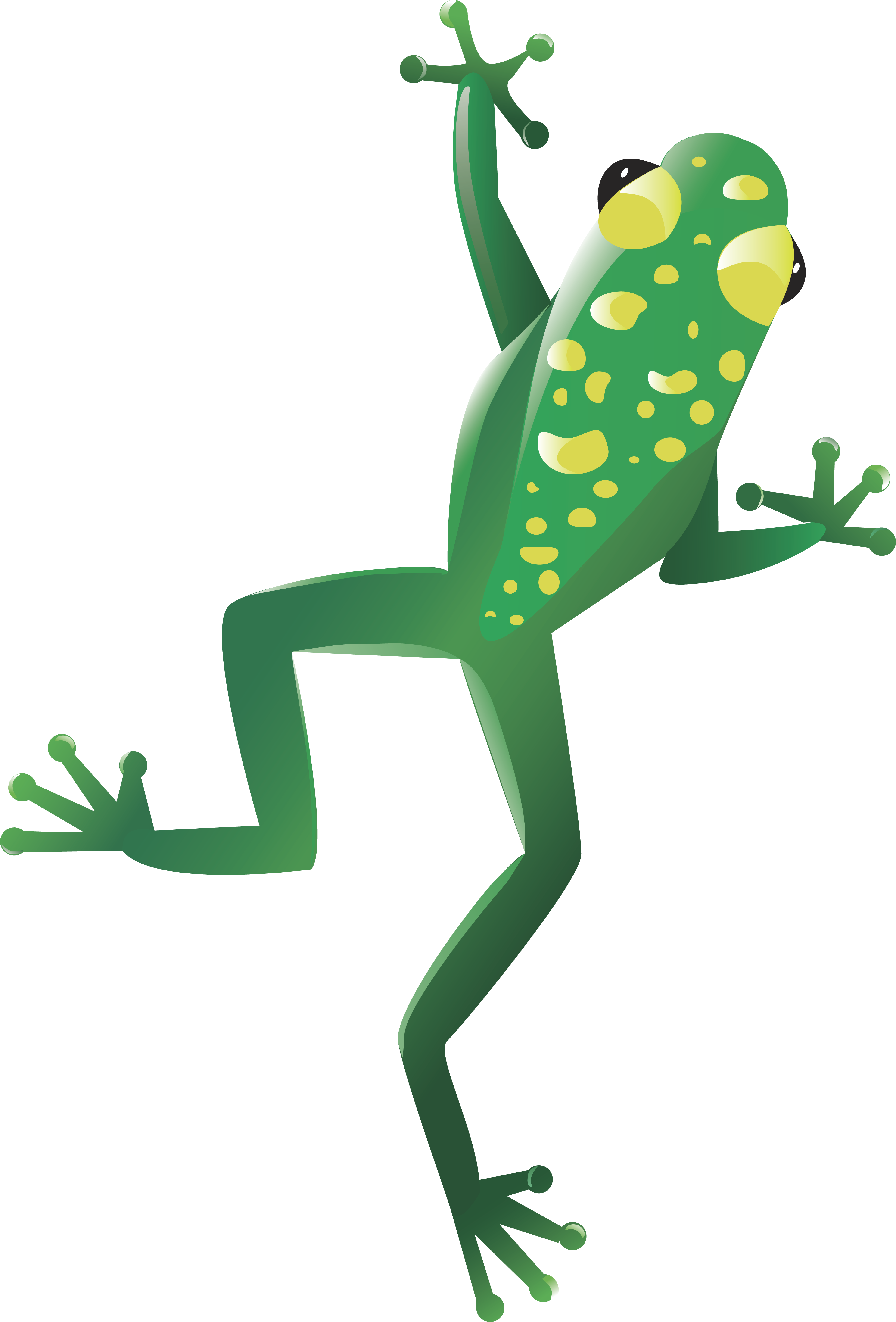 Frog PNG transparent image download, size: 3872x5712px