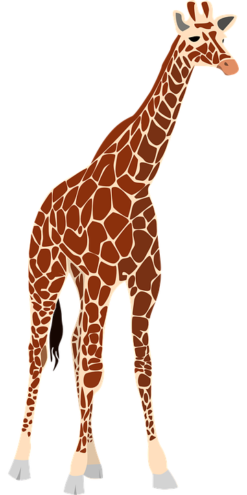 Girafe png images