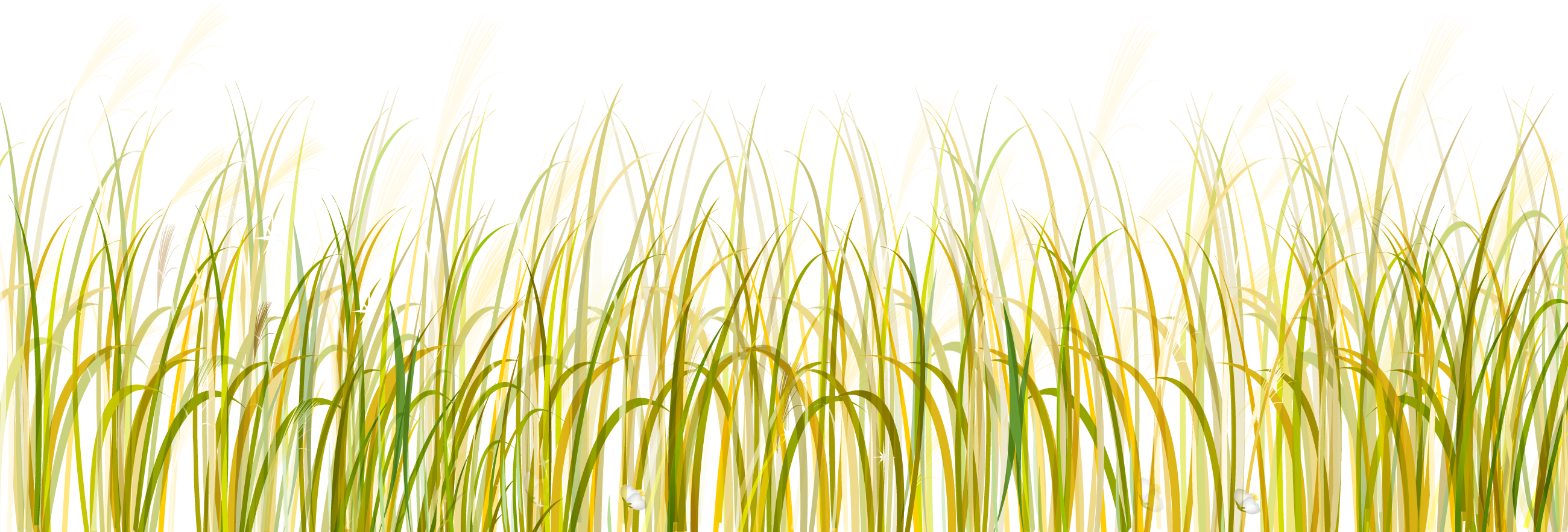 Grass PNG transparent image download, size: 2600x883px