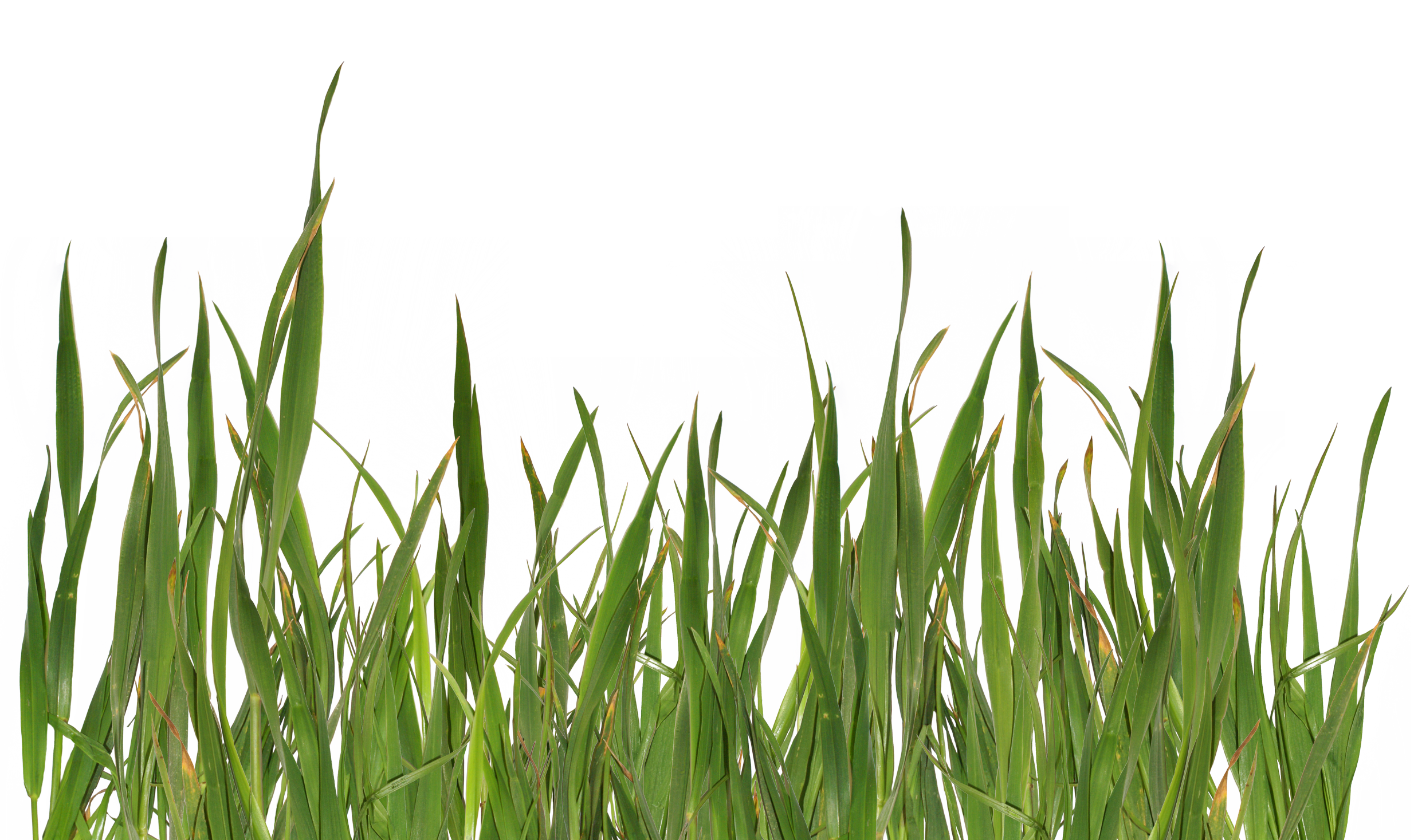 grass png image, green picture transparent image download, size: 600x600px
