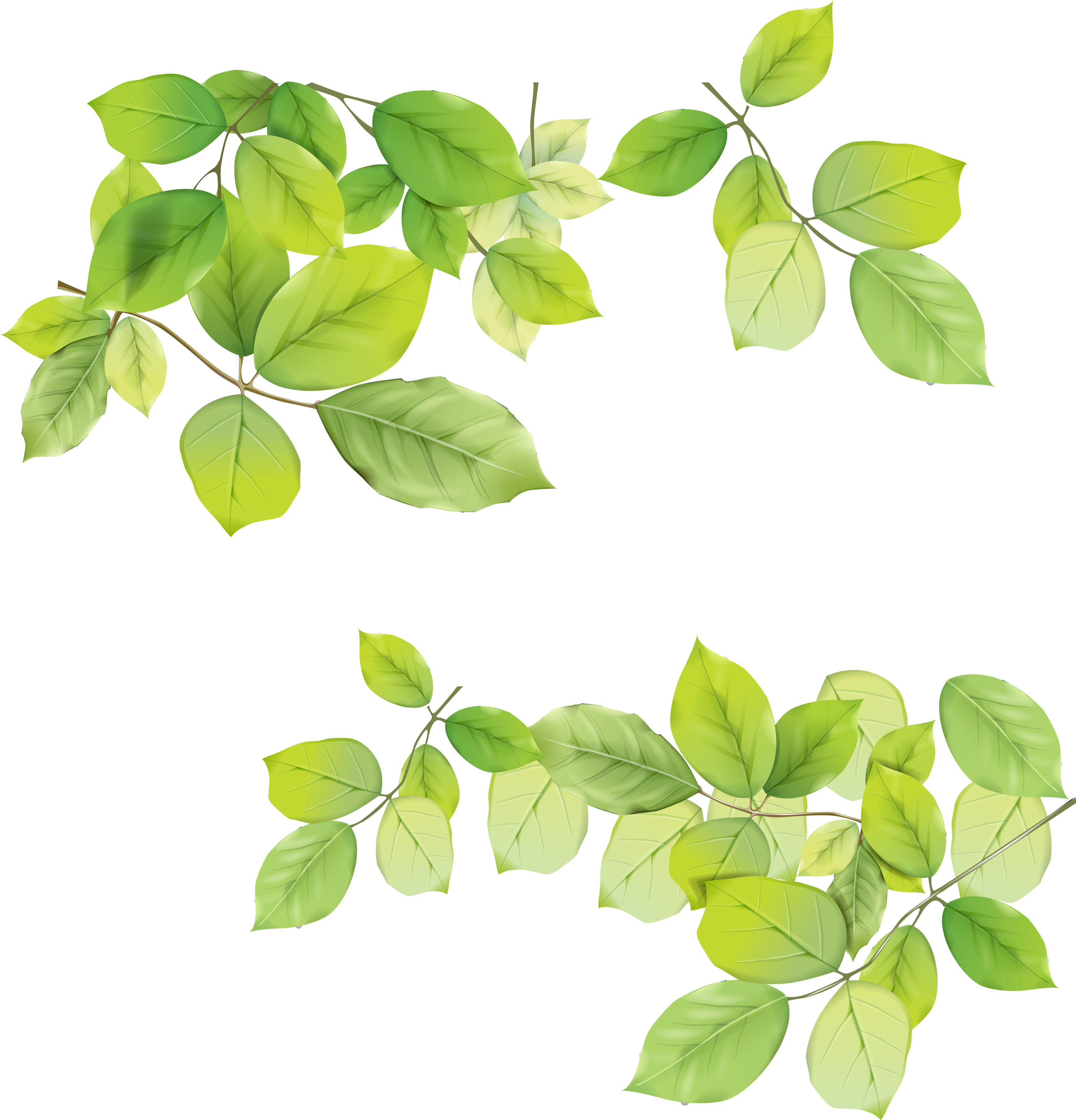 Green leaf PNG transparent image download, size: 3376x3516px