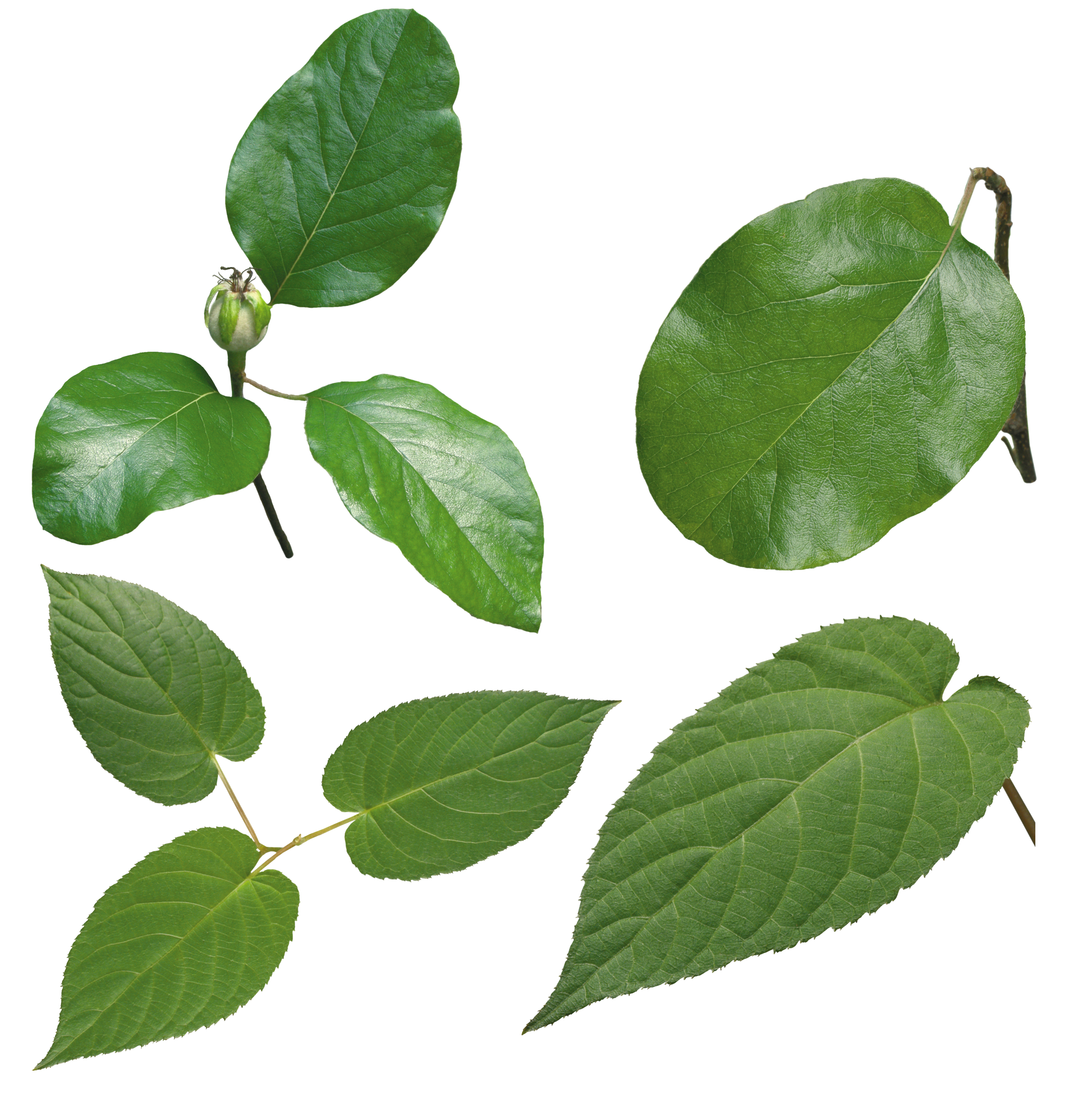 Green leaf PNG transparent image download, size: 2565x2574px