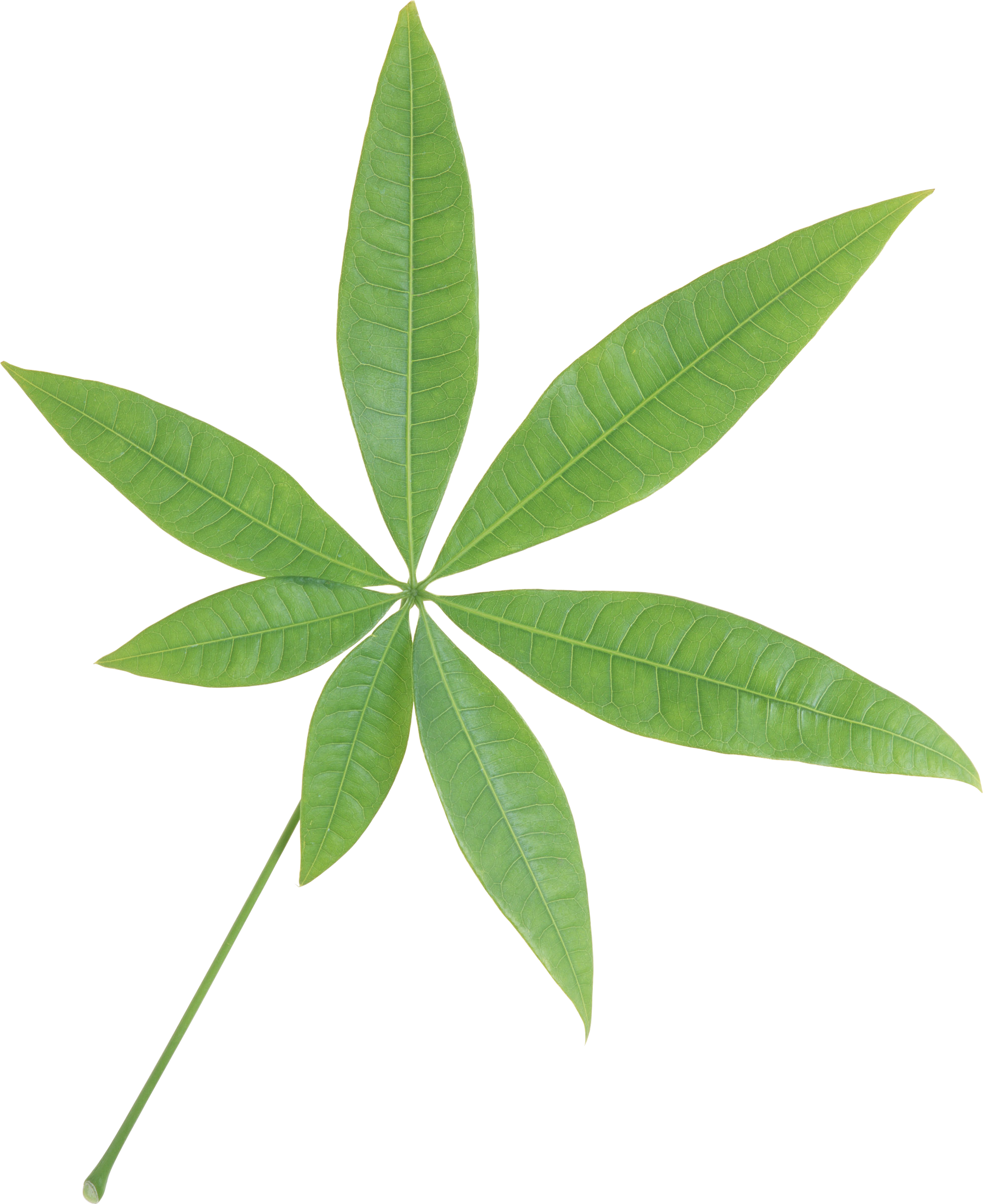 Green leaf PNG transparent image download, size: 1985x2432px