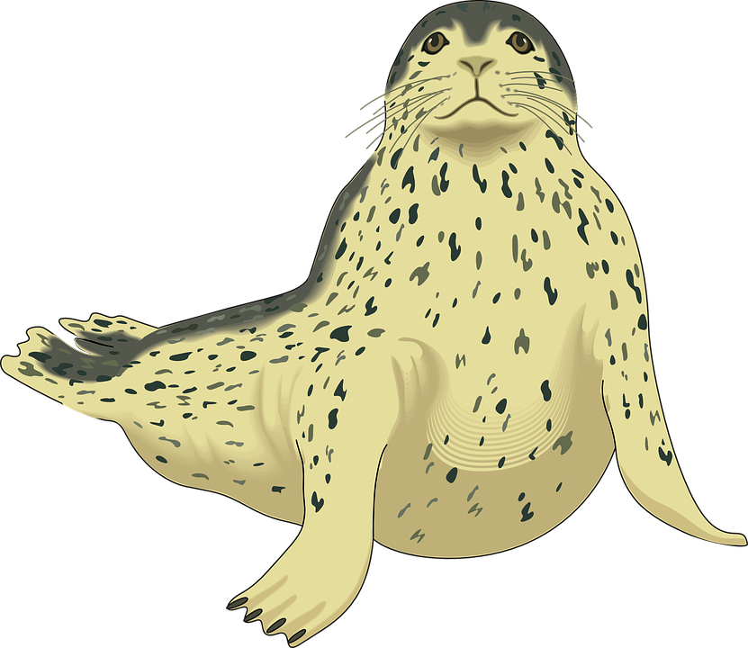 Harbor seal PNG transparent image download, size: 831x720px