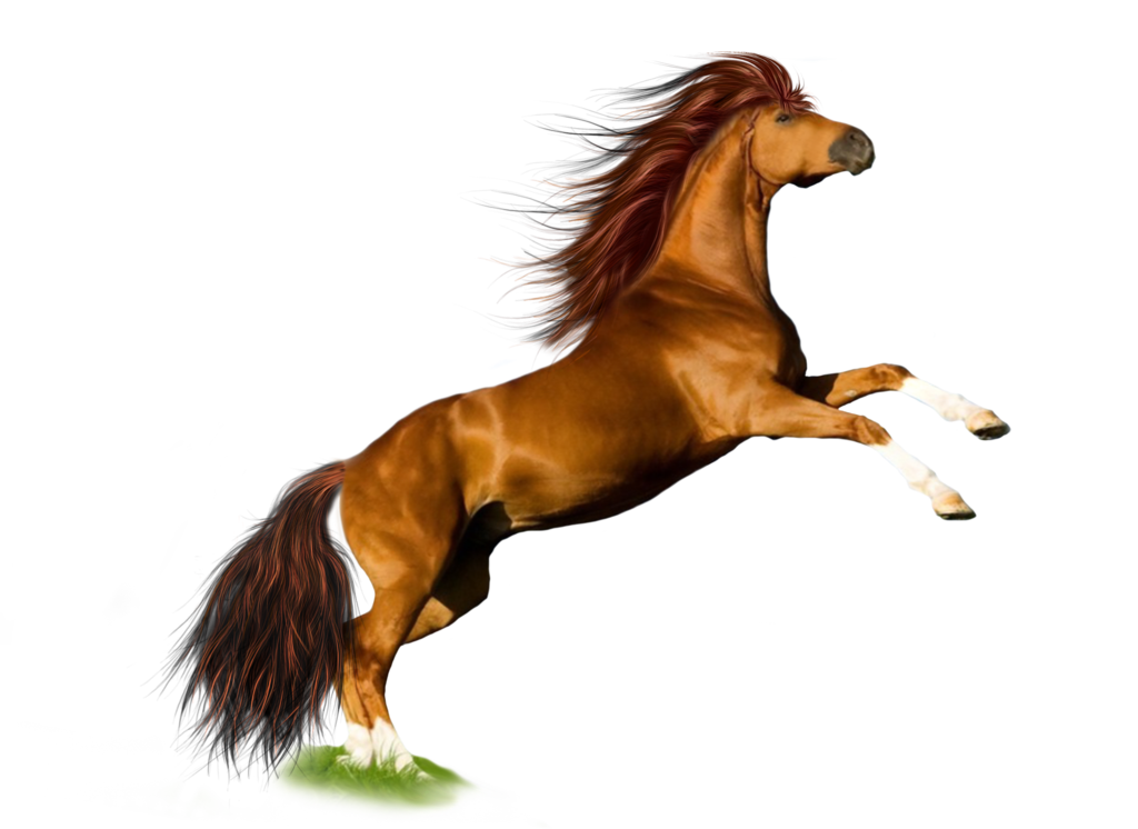 horse png image, free download picture, transparent background transparent  image download, size: 800x672px
