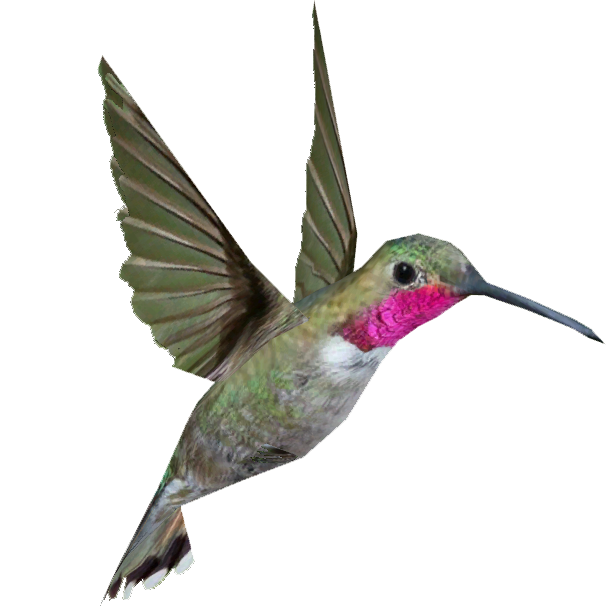 Hummingbird PNG transparent image download, size: 606x606px