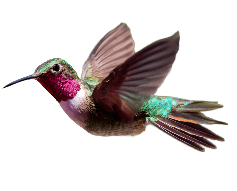 Hummingbird PNG transparent image download, size: 800x644px