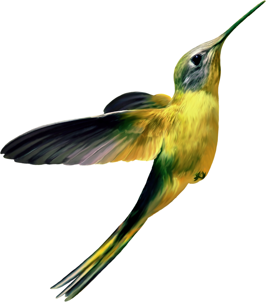 Hummingbird Png Transparent Image Download Size 1104x1253px