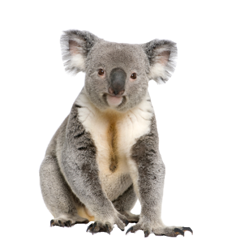 Koala PNG transparent image download, size: 512x512px