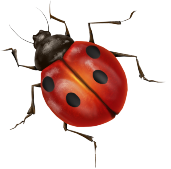 real ladybugs png