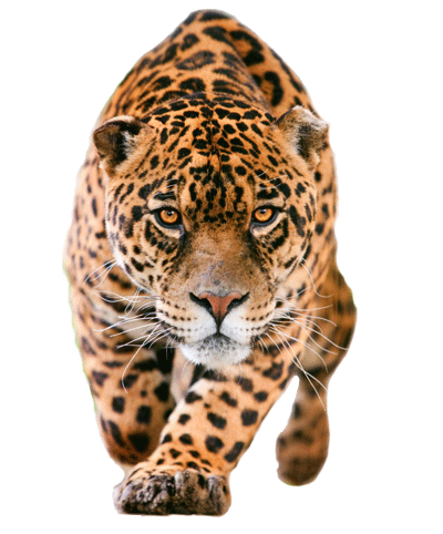 Leopard PNG transparent image download, size: 400x482px