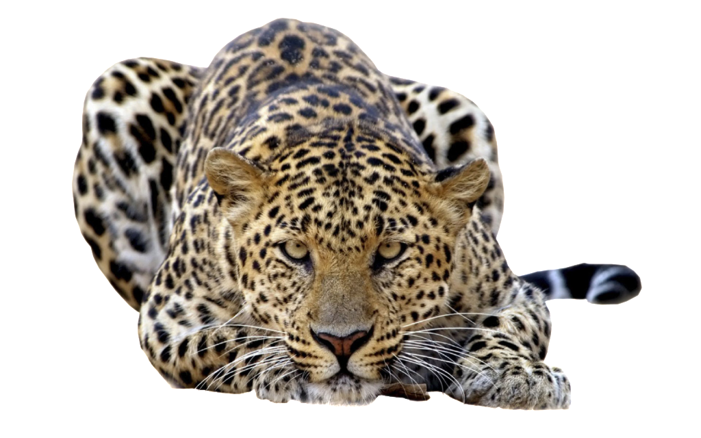 Leopard PNG transparent image download, size: 1024x640px