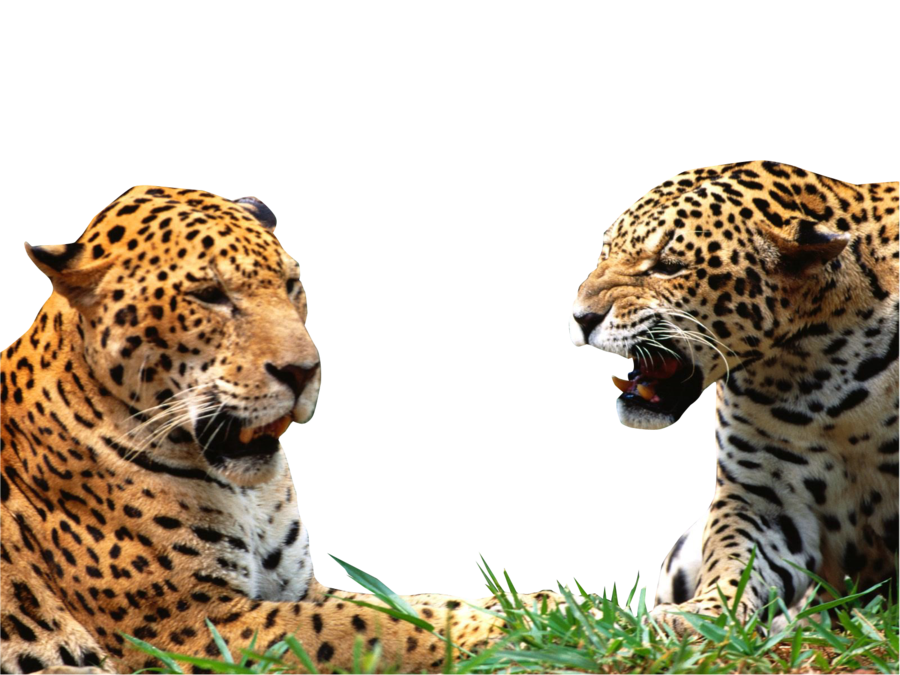 Leopard PNG transparent image download, size: 900x675px