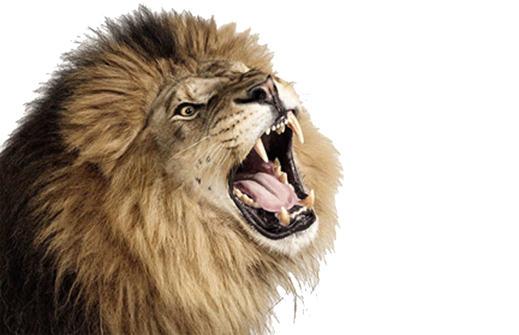 Lion PNG transparent image download, size: 1800x1163px